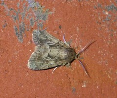 Spodoptera depravata