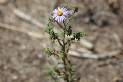 Dieteria canescens