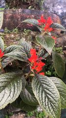 Chrysothemis pulchella
