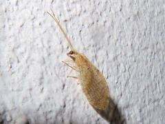 Hemerobiidae