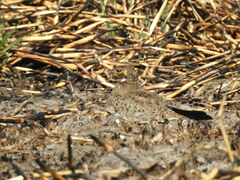 Chordeiles nacunda