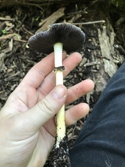 Stropharia rugosoannulata