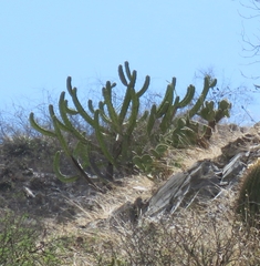 Myrtillocactus geometrizans