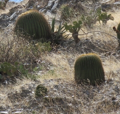 Echinocactus platyacanthus