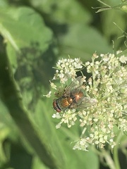 Lucilia coeruleiviridis