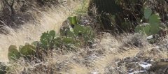 Opuntia rastrera
