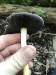 Stropharia rugosoannulata