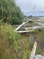 Phalaris arundinacea