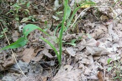Spiranthes ochroleuca