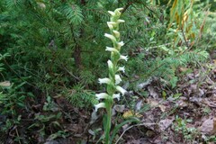 Spiranthes ochroleuca