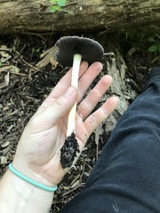 Stropharia rugosoannulata