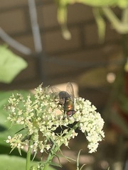 Lucilia coeruleiviridis