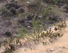 Fouquieria splendens