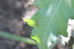 Aedes vexans