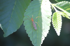 Nephrotoma ferruginea