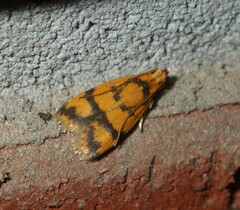 Periacma delegata