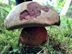 Rubroboletus satanas