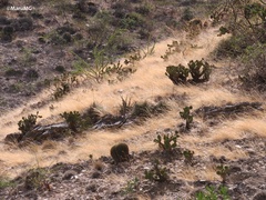 Echinocactus platyacanthus