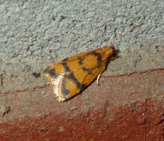 Periacma delegata