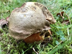 Rubroboletus satanas