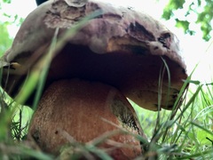 Rubroboletus satanas