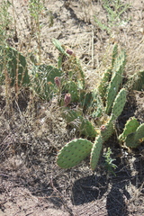 Opuntia macrorhiza