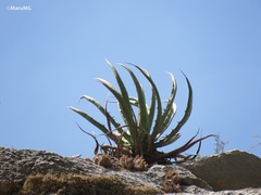 Agave difformis