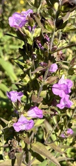 Agalinis heterophylla