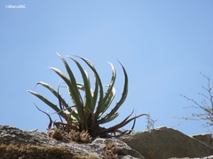 Agave difformis