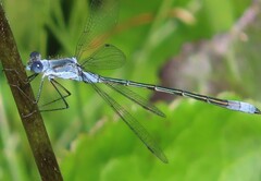 Lestes disjunctus