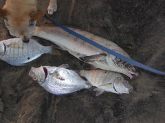 Menticirrhus undulatus