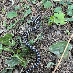 Lampropeltis triangulum
