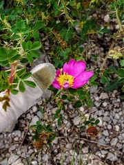 Rosa acicularis