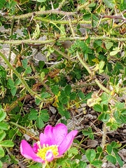 Rosa acicularis