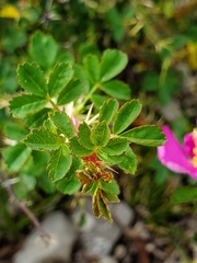 Rosa acicularis