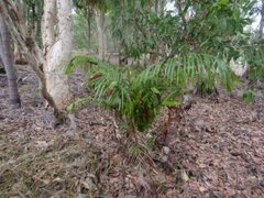 Ptychosperma macarthurii