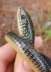 Ophisaurus ventralis