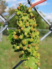 Daktulosphaira vitifoliae