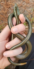 Ophisaurus ventralis
