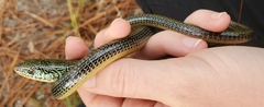Ophisaurus ventralis