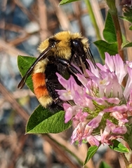 Bombus huntii