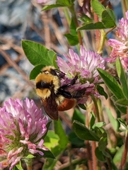 Bombus huntii