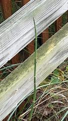 Equisetum hyemale