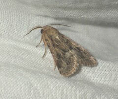 Spodoptera depravata