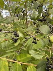 Frangula alnus