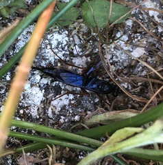 Pimpla pedalis