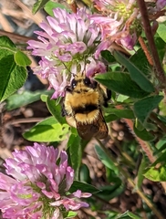 Bombus huntii