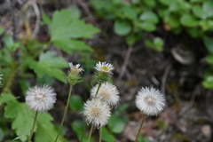 Erigeron acris