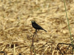 Hymenops perspicillatus