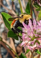 Bombus huntii